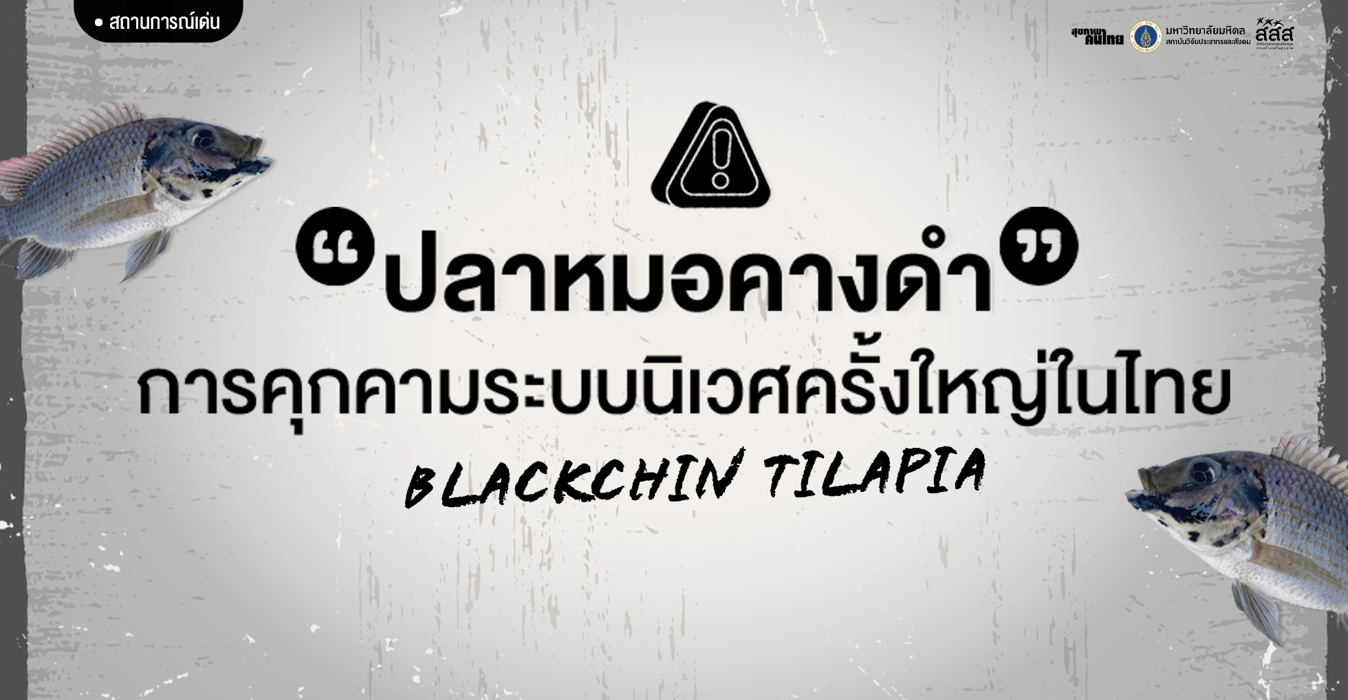 ปลาหมอคางดำ การคุกคามระบบนิเวศครั้งใหญ่ในไทย